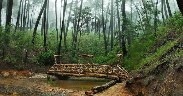 Bosque de pinos y cabañas de Los Olivos en Mazamitla